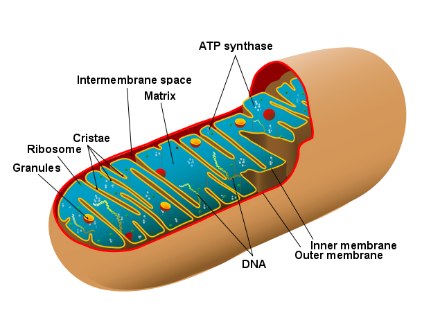 Estructura de las mitocondrias