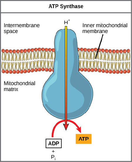 ATP Synthase