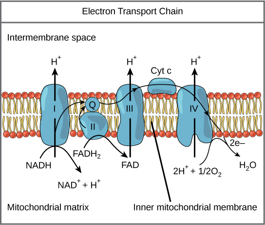 proteins in the electron transport chain