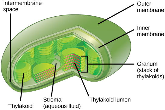 Esta ilustración muestra un cloroplasto, el cual tiene una membrana externa y una membrana interna. El espacio entre las membranas externa e interna se denomina espacio intermembrana. Dentro de la membrana interna hay estructuras planas parecidas a panqueques llamadas tilacoides. Los tilacoides forman pilas llamadas grana. El líquido dentro de la membrana interna se llama estroma, y el espacio dentro del tilacoide se llama luz tilacoidea.
