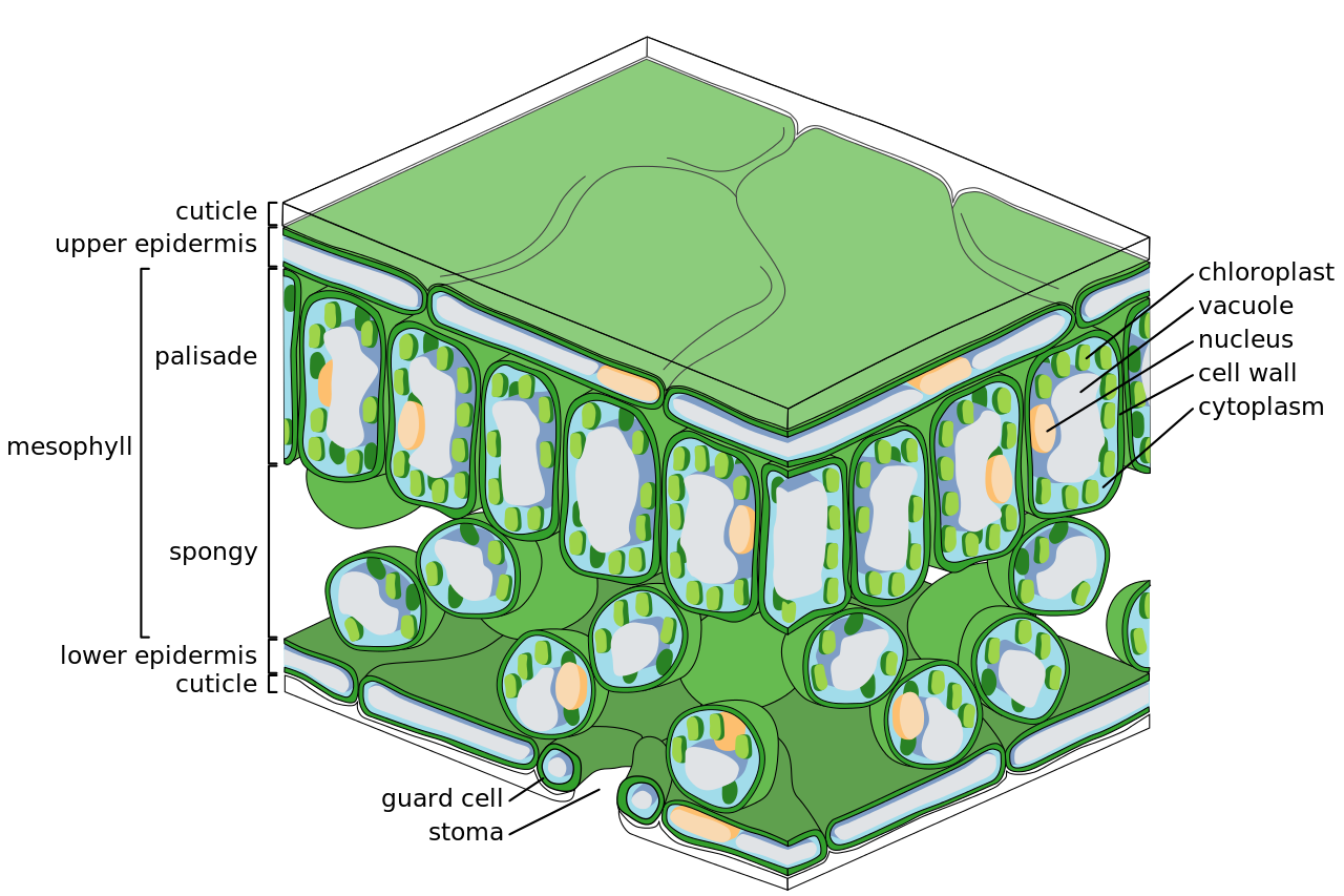 The fine scale structure of a leaf featuring the major tissues; the upper and lower epithelia (and associated cuticles), the palisade and spongy mesophyll and the guard cells of the stoma. Key plant cell organelles (the cell wall, nucleus, chloroplasts, vacuole and cytoplasm) are also shown.