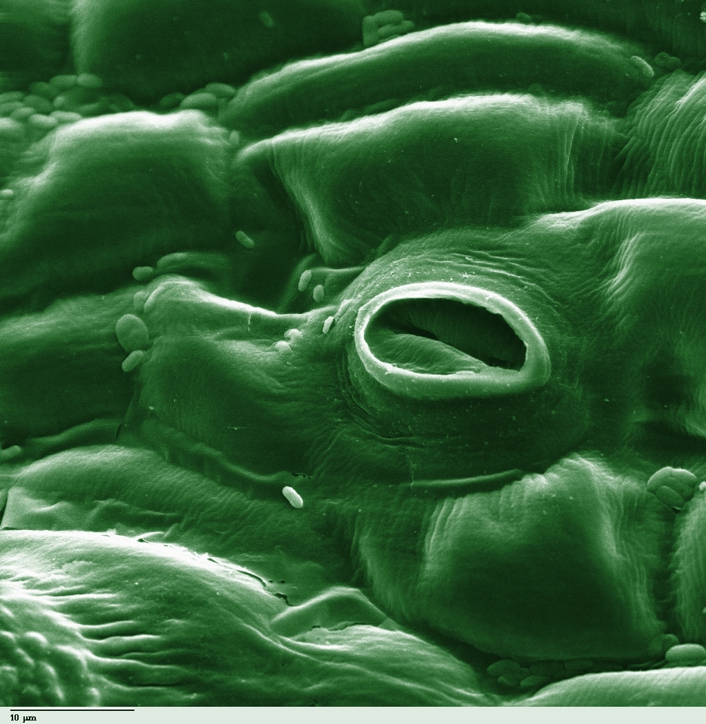 Imagen coloreada al microscopio electrónico de un estoma en la hoja de una planta de tomate.