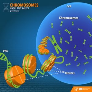 eukaryotic chromosomes