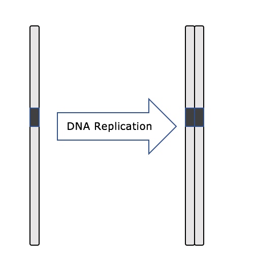 Una ilustración de la replicación del ADN produciendo cromátidas hermanas.