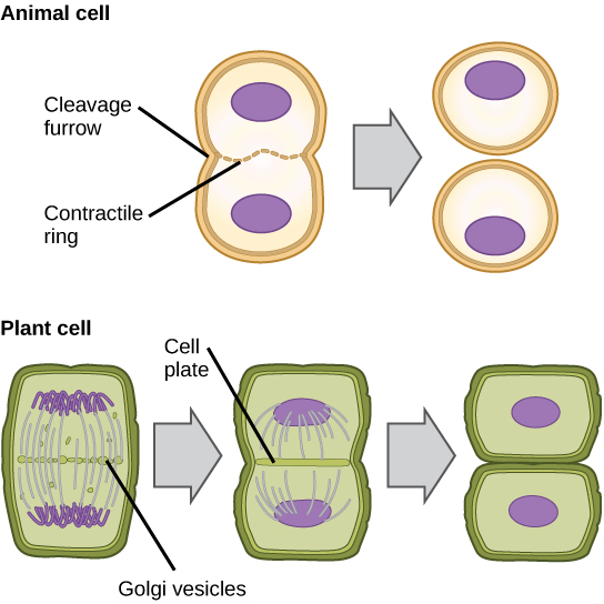 Parte A: Esta ilustración muestra citocinesis en una célula animal típica. Parte b: La citocinesis se muestra en una célula vegetal típica. En una célula animal, un anillo contráctil de filamentos de actina forma un surco de escisión que divide la célula en dos. En una célula vegetal, las vesículas de Golgi se unen en la placa de metafase. Una placa celular crece desde el centro hacia afuera, y las vesículas forman una membrana plasmática que divide el citoplasma.