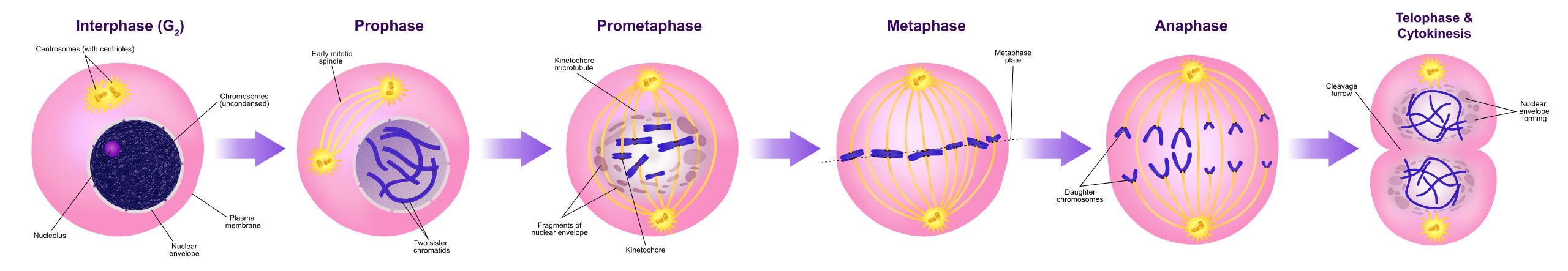 Diagrama de estadios de mitosis. La célula se ilustra durante la interfase (G2), profase, prometafase, metafase, anafase y telofase y citocinesis.
