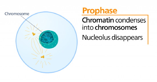 An illustration of the cell during prophase. Chromatin condenses into chromosomes, and the nucleolus disappears.