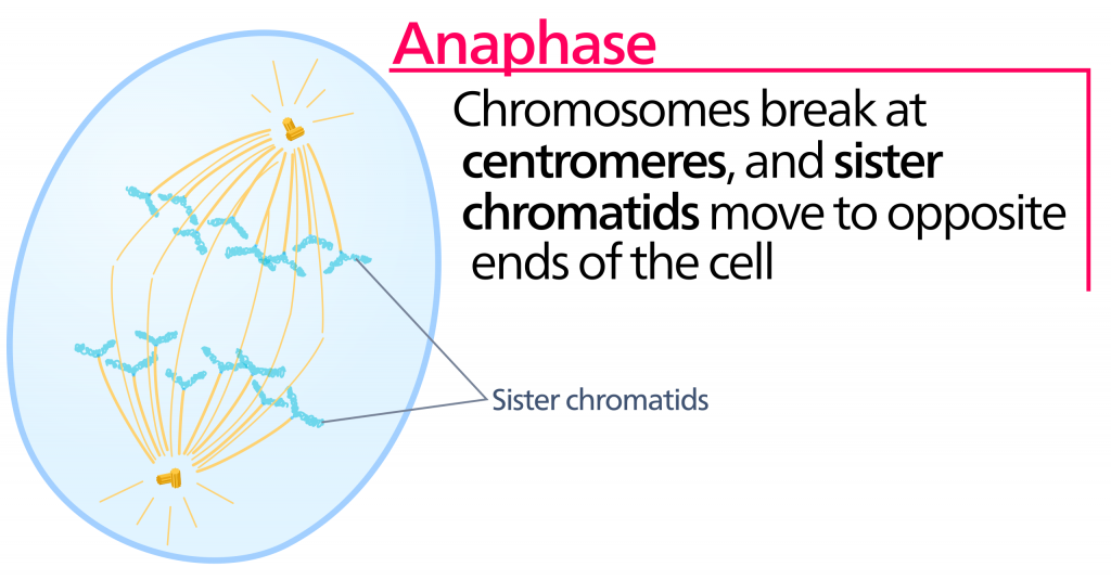 Una ilustración de la célula durante la anafase. Los cromosomas se rompen en los centromeros y las cromátidas hermanas se mueven hacia extremos opuestos de la célula.