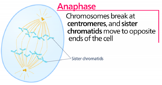An illustration of the cell during anaphase. Chromosomes break at centromeres, and sister chromatids move to opposite ends of the cell.