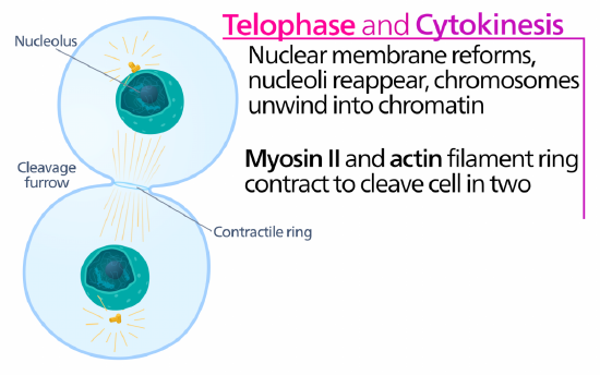 An illustration of the cell during telophase and cytokinesis. Nuclear membrane reforms, nucleoli reappear, chromosomes unwind into chromatin. Myosin II and actin filament ring contract to cleave cell in two.