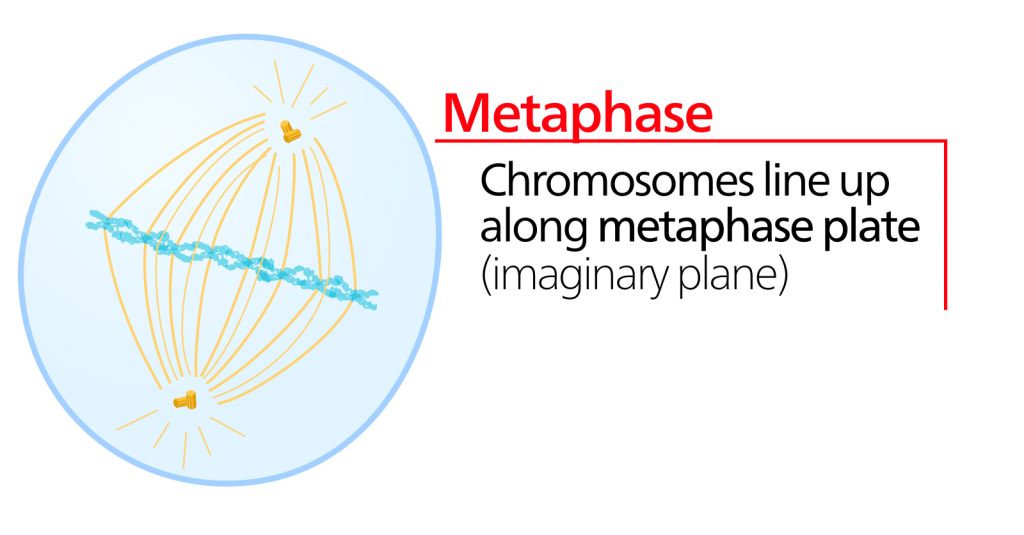 Una ilustración de la célula durante la metafase. Los cromosomas se alinean a lo largo de la placa metafásica (un plano imaginario).
