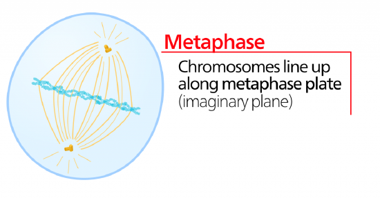 An illustration of the cell during metaphase. Chromosomes line up along the metaphase plate (an imaginary plane).