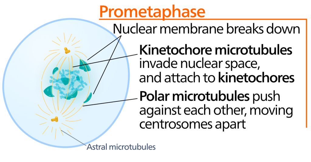 Una ilustración de la célula durante la prometafase. La membrana nuclear se descompone. Los microtúbulos de cinetocoros invaden el espacio nuclear y se adhieren a los cinetocoros. Los microtúbulos polares se empujan unos contra otros, separando los centrosomas.