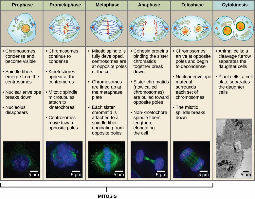 Este diagrama muestra las cinco fases de mitosis y citocinesis. Durante la profase, los cromosomas se condensan y se hacen visibles, las fibras del huso emergen de los centrosomas, la envoltura nuclear se descompone y el nucleolo desaparece. Durante la prometafase, los cromosomas continúan condensándose y aparecen cinetocoros en los centromeros. Los microtúbulos del huso mitótico se adhieren a los cinetocoros y los centrosomas se mueven hacia polos opuestos. Durante la metafase, el huso mitótico está completamente desarrollado, y los centrosomas están en polos opuestos de la célula. Los cromosomas se alinean en la placa de metafase y cada cromátida hermana se une a una fibra de huso que se origina en el polo opuesto. Durante la anafase, las proteínas cohesina que estaban uniendo a las cromátidas hermanas se descomponen. Las cromátidas hermanas, que ahora se llaman cromosomas, se mueven hacia polos opuestos de la célula. Las fibras de huso no cinetocoras se alargan, alargando la célula. Durante la telofase, los cromosomas llegan a los polos opuestos y comienzan a descondensarse. Las reformas de la envolvente nuclear. Durante la citocinesis en animales, un surco de escisión separa las dos células hijas. En las plantas, una placa celular separa las dos células.