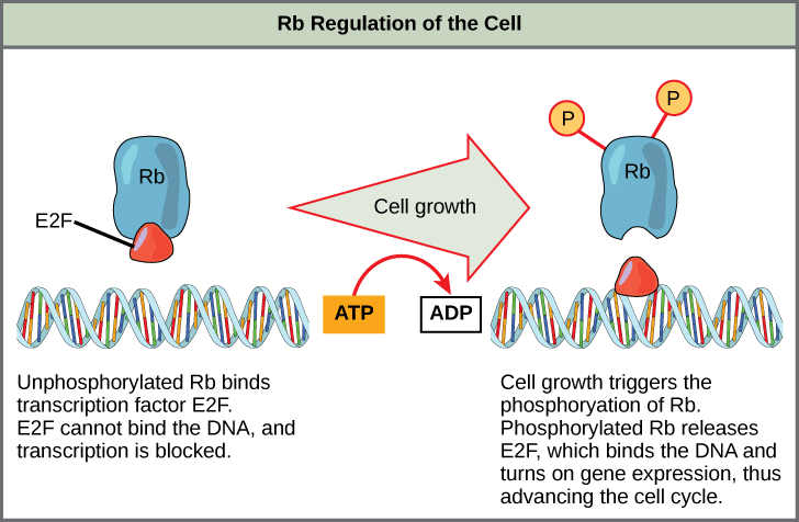 Esta ilustración muestra la regulación del ciclo celular por la proteína Rb. Rb no fosforilado se une al factor de transcripción E2F. E2F no puede unirse al ADN, y la transcripción está bloqueada. El crecimiento celular desencadena la fosforilación de Rb. Rb fosforilado libera E2F, que se une al ADN y activa la expresión génica, avanzando así el ciclo celular.