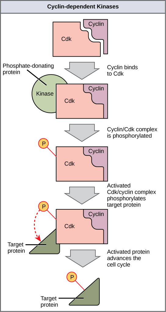 Esta ilustración muestra una proteína ciclina que se une a una Cdk. El complejo Ciclina/CDK se activa cuando una quinasa lo fosforila. El complejo Ciclina/CDK, a su vez, fosforila otras proteínas, avanzando así el ciclo celular.