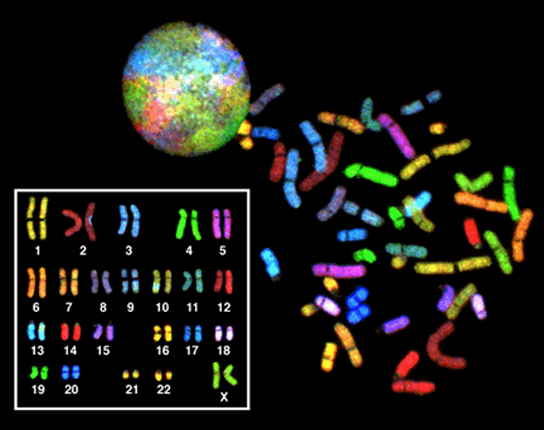 Los 23 cromosomas de una hembra humana están teñidos cada uno de un color diferente para que puedan distinguirse. Durante la mayor parte del ciclo celular, cada cromosoma se alarga en una delgada hebra que se pliega sobre sí misma, como un trozo de espagueti. Los cromosomas llenan todo el núcleo esférico, pero cada uno está contenido en una parte diferente, dando como resultado una esfera multicolor. Durante la mitosis, los cromosomas se condensan en barras gruesas y compactas, cada una de un color diferente. Estas barras pueden disponerse en orden numérico para formar un cariotipo. Hay dos copias de cada cromosoma en el cariotipo.
