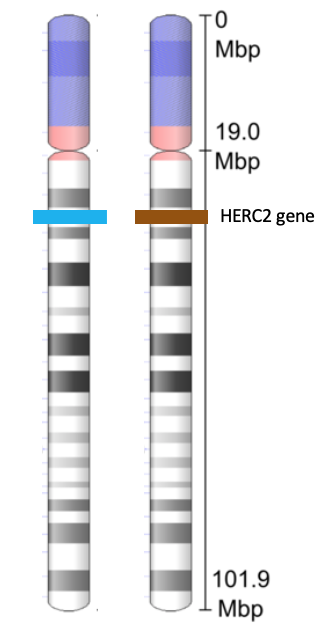 par de cromosomas 15s que muestran la línea azul y marrón en la posición del gen herc2