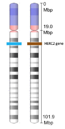 pair of chromosome 15s showing blue and brown line at position of herc2 gene