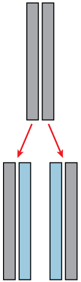 Replicación semiconservativa del ADN
