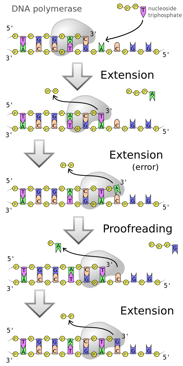 ADN polimerasa