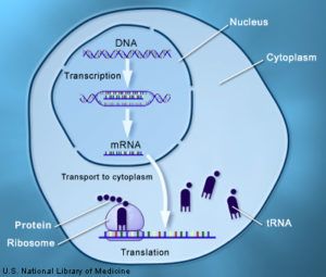 Una ilustración de la célula realizando transcripción y traducción.