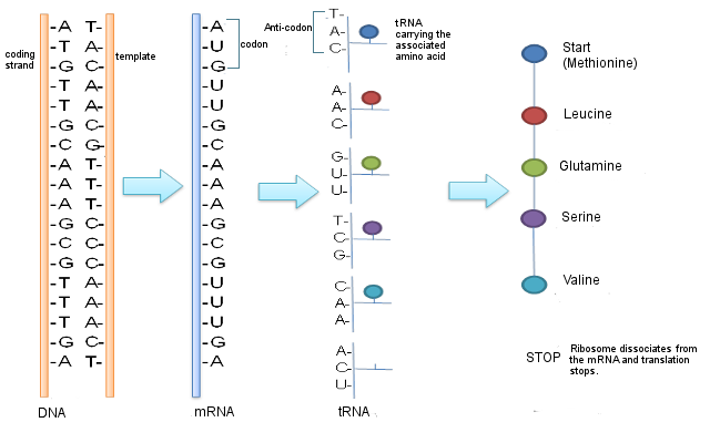 Una ilustración de la síntesis proteica. Comienza con el ADN y procede al ARNm, luego al ARNt, y luego termina con una proteína.