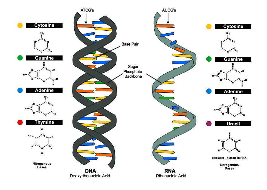Una ilustración comparando ADN con ARN.