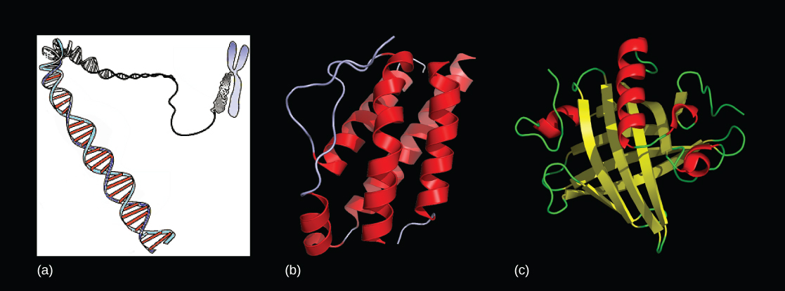 Los modelos moleculares muestran una doble hélice de ADN que está empaquetada en un cromosoma en la Parte a, y dos proteínas se muestran en las Partes b y c