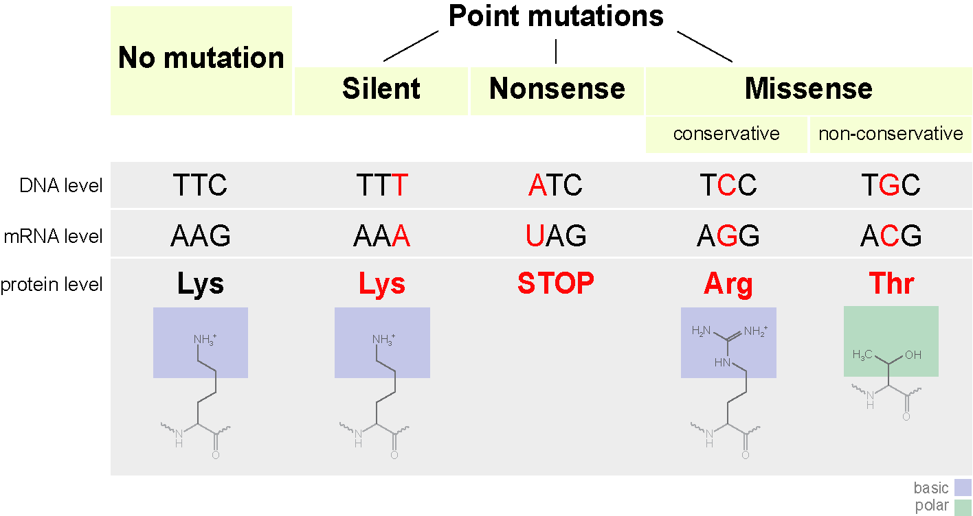 Ilustración de tres tipos de mutaciones puntuales a un codón: silencioso, sin sentido y sin sentido.