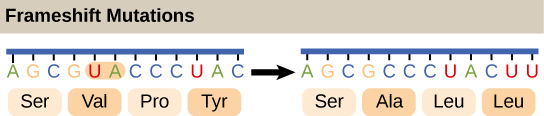 La ilustración muestra una mutación de desplazamiento de marco en la que el marco de lectura es alterado por la deleción de dos aminoácidos.