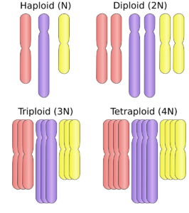 Ilustración de la organización cromosómica de organismos haploides, diploides, triploides y tetraploides.