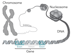 Illustration of DNA with a section labeled 'Gene'. The DNA ends up wrapped around nucleosomes and arranged as a chromosome.