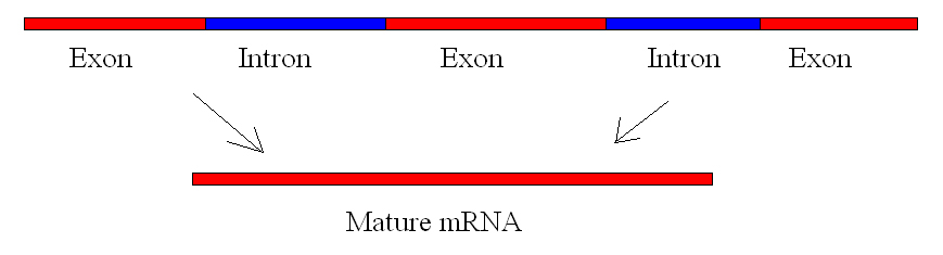 Simple illustration of introns and exons.