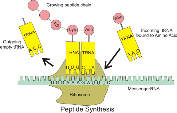 ribosome and tRNAs