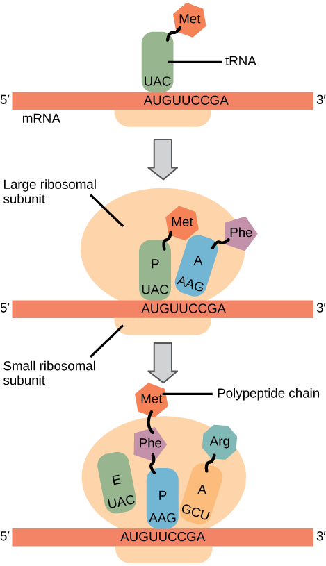 La ilustración muestra los pasos de la síntesis de proteínas. Primero, un ARNt iniciador reconoce la secuencia AUG en el ARNm que se asocia con la subunidad ribosómica pequeña. La subunidad grande se une al complejo. A continuación, se recluta un segundo ARNt en el sitio A. Se forma un enlace peptídico entre el primer aminoácido, que está en el sitio P, y el segundo aminoácido, que está en el sitio A. El ARNm luego se desplaza y el primer ARNt se mueve al sitio E, donde se disocia del ribosoma. Otro ARNt se une al sitio A, y el proceso se repite.