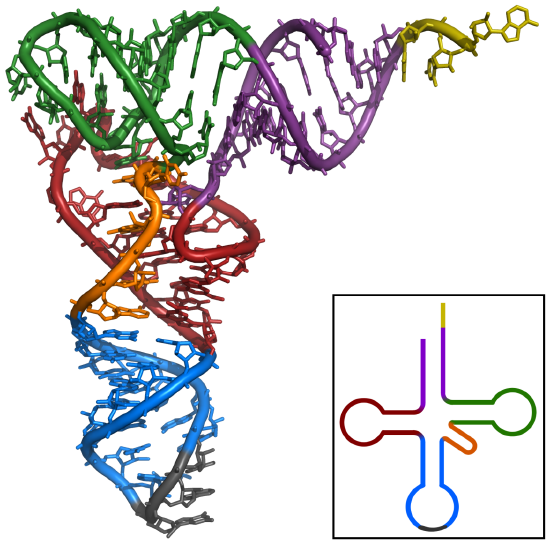 a colorful tRNA