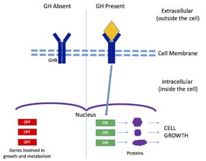 Una ilustración de la vía de señalización de la hormona del crecimiento.