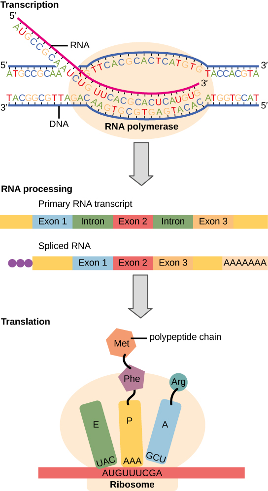 La ilustración muestra los pasos de la síntesis de proteínas en tres etapas: transcripción, procesamiento de ARN y traducción.