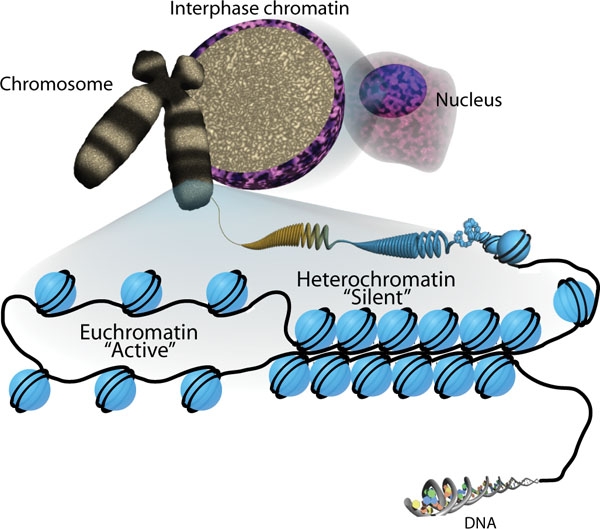Illustration of chromatin organization.