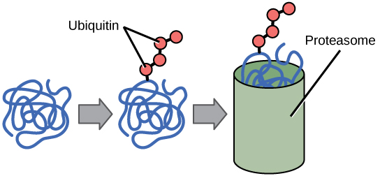 Múltiples grupos de ubiquitina se unen a una proteína. La proteína etiquetada se introduce luego en el tubo hueco de un proteasoma. El proteasoma degrada la proteína.