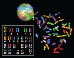 The 23 chromosomes from a human female are arranged in numerical order to form a karyotype. There are two copies of each chromosome in the karyotype.