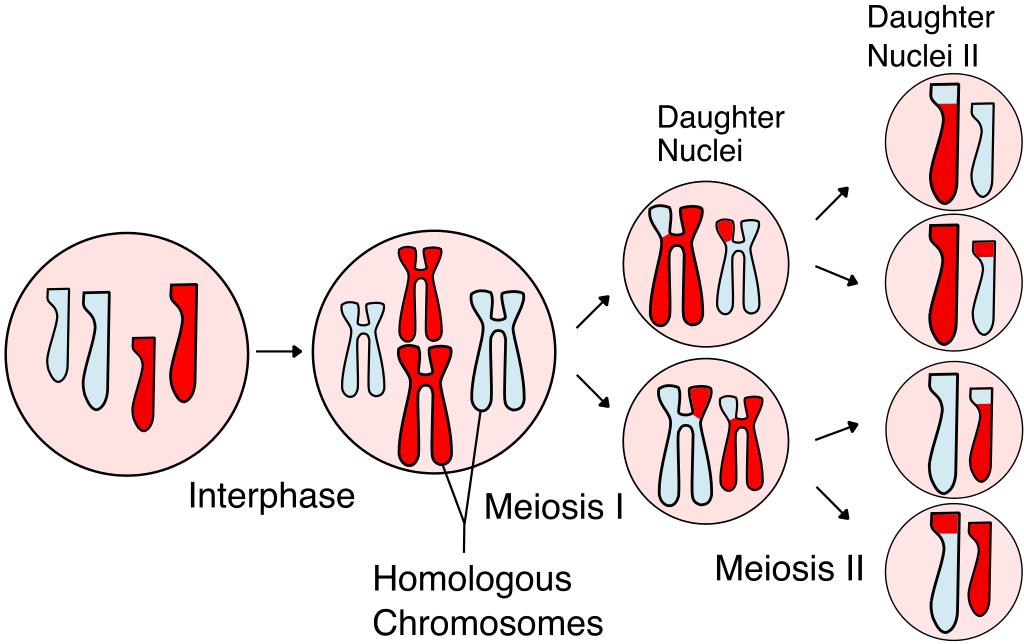 Una visión general ilustrada de la meiosis.