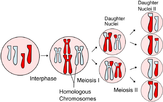 An illustrated overview of meiosis.