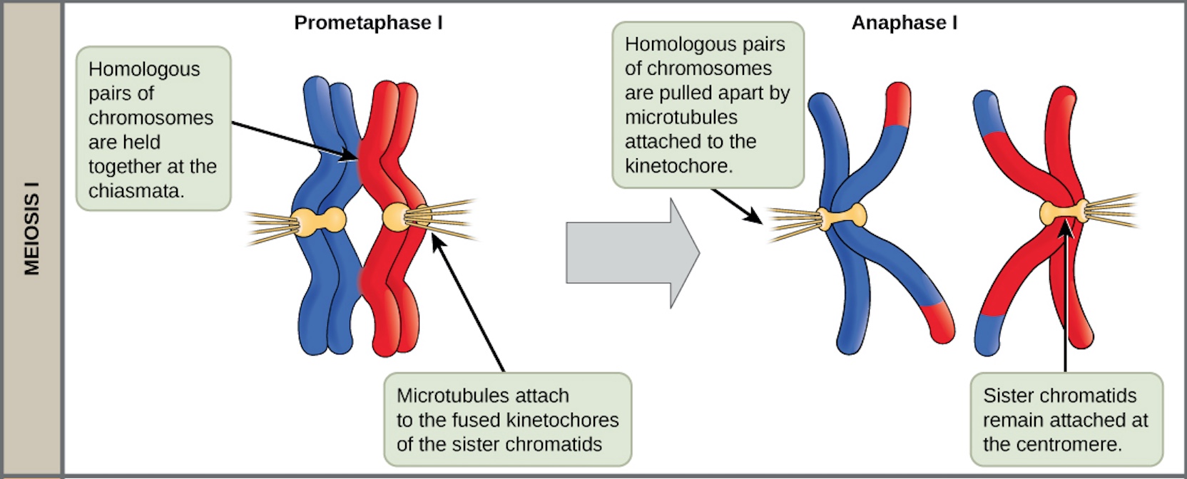 In prometaphase I, homologous pairs of chromosomes are held together by chiasmata. In anaphase I, the homologous pair separates and the connections at the chiasmata are broken, but the sister chromatids remain attached at the centromere.