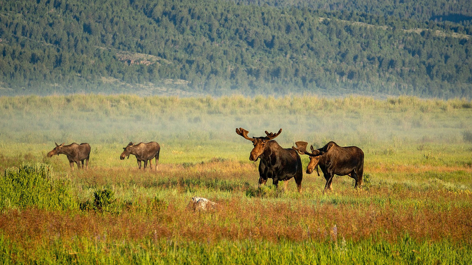 A feild of grass with mountains in the background. In the foreground two adult moose and two adolescent moose graze