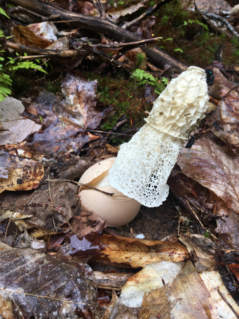 An off white, porous fungus grows off of one source. It is surrounded by dead leaves on the ground