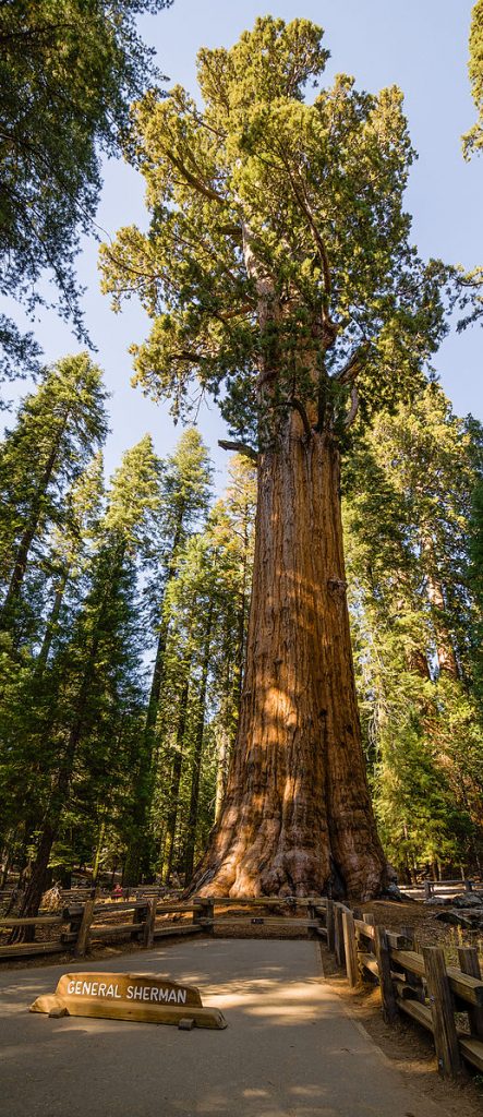 A forest, the picture focuses on one tall tree with a long trunk and branches at the top that have rich green leaves. On the ground in front of the tree there is a path that reads "General Sherman"