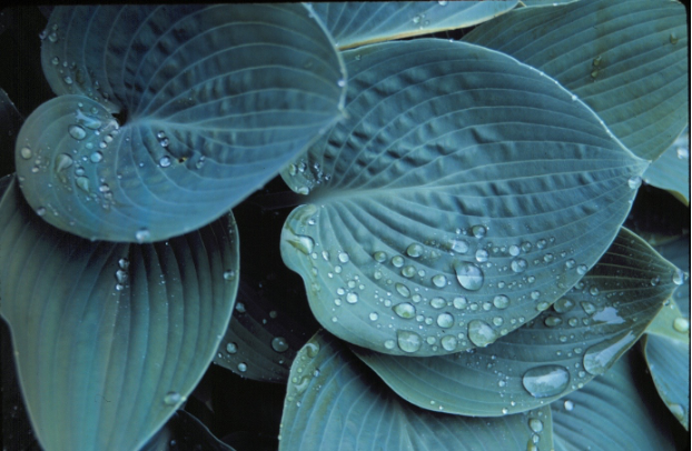 Close up image of blue-green, big tear-shaped hosta leaves with large water droplets on them