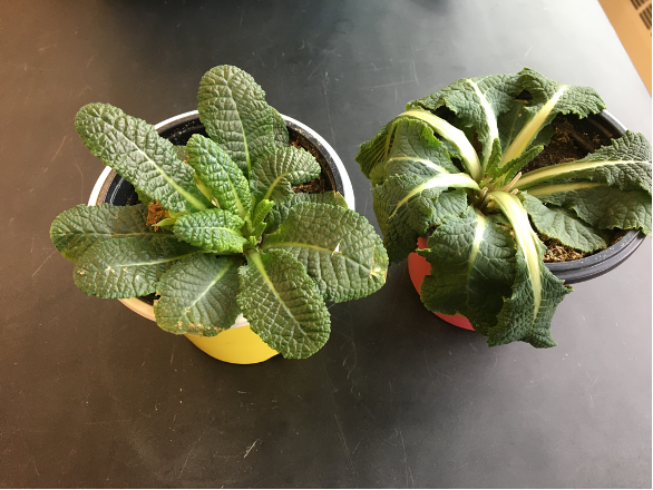 Left side shows a potted plant in a yellow pot that has green long leaves growing up; right side shows the same type of plant in a red pot, but the leaves are wilted and not-rigged, falling down over the pots edges and sides